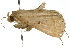  ( - 10ANIC-01619)  @13 [ ] CreativeCommons - Attribution (2010) CBG Photography Group Centre for Biodiversity Genomics