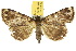 (Mormoscopa - 10ANIC-01622)  @15 [ ] CreativeCommons - Attribution (2010) CBG Photography Group Centre for Biodiversity Genomics