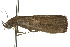  ( - 10ANIC-01649)  @13 [ ] CreativeCommons - Attribution (2010) CBG Photography Group Centre for Biodiversity Genomics