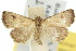  ( - 10ANIC-01657)  @14 [ ] CreativeCommons - Attribution (2010) CBG Photography Group Centre for Biodiversity Genomics