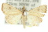  ( - 10ANIC-01660)  @11 [ ] CreativeCommons - Attribution (2010) CBG Photography Group Centre for Biodiversity Genomics