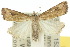  ( - 10ANIC-01671)  @13 [ ] CreativeCommons - Attribution (2010) CBG Photography Group Centre for Biodiversity Genomics