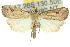  ( - 10ANIC-01673)  @11 [ ] CreativeCommons - Attribution (2010) CBG Photography Group Centre for Biodiversity Genomics