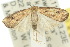  ( - 10ANIC-01675)  @13 [ ] CreativeCommons - Attribution (2010) CBG Photography Group Centre for Biodiversity Genomics