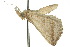  ( - 10ANIC-01684)  @12 [ ] CreativeCommons - Attribution (2010) CBG Photography Group Centre for Biodiversity Genomics