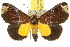  (Catada1 - 10ANIC-01695)  @15 [ ] CreativeCommons - Attribution (2010) CBG Photography Group Centre for Biodiversity Genomics