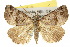  ( - 10ANIC-01715)  @15 [ ] CreativeCommons - Attribution (2010) CBG Photography Group Centre for Biodiversity Genomics
