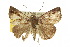  ( - 10ANIC-01718)  @14 [ ] CreativeCommons - Attribution (2010) CBG Photography Group Centre for Biodiversity Genomics