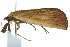  ( - 10ANIC-01720)  @12 [ ] CreativeCommons - Attribution (2010) CBG Photography Group Centre for Biodiversity Genomics
