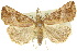  ( - 10ANIC-01726)  @11 [ ] CreativeCommons - Attribution (2010) CBG Photography Group Centre for Biodiversity Genomics