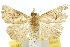  ( - 10ANIC-01732)  @13 [ ] CreativeCommons - Attribution (2010) CBG Photography Group Centre for Biodiversity Genomics