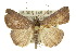  (Harita - 10ANIC-01741)  @15 [ ] CreativeCommons - Attribution (2010) CBG Photography Group Centre for Biodiversity Genomics