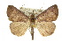  ( - 10ANIC-01743)  @15 [ ] CreativeCommons - Attribution (2010) CBG Photography Group Centre for Biodiversity Genomics