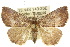 ( - 10ANIC-01744)  @15 [ ] CreativeCommons - Attribution (2010) CBG Photography Group Centre for Biodiversity Genomics