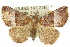  ( - 10ANIC-01745)  @14 [ ] CreativeCommons - Attribution (2010) CBG Photography Group Centre for Biodiversity Genomics
