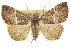  ( - 10ANIC-01746)  @15 [ ] CreativeCommons - Attribution (2010) CBG Photography Group Centre for Biodiversity Genomics