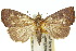 (Aethalina - 10ANIC-01749)  @15 [ ] CreativeCommons - Attribution (2010) CBG Photography Group Centre for Biodiversity Genomics