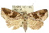  (Sarobela - 10ANIC-01751)  @15 [ ] CreativeCommons - Attribution (2010) CBG Photography Group Centre for Biodiversity Genomics