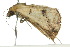 ( - 10ANIC-01753)  @13 [ ] CreativeCommons - Attribution (2010) CBG Photography Group Centre for Biodiversity Genomics