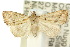  (Foveades - 10ANIC-01754)  @15 [ ] CreativeCommons - Attribution (2010) CBG Photography Group Centre for Biodiversity Genomics