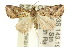  ( - 10ANIC-01755)  @11 [ ] CreativeCommons - Attribution (2010) CBG Photography Group Centre for Biodiversity Genomics