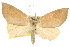  (Rhodina - 10ANIC-01757)  @15 [ ] CreativeCommons - Attribution (2010) CBG Photography Group Centre for Biodiversity Genomics