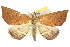  (Rhodina falculalis - 10ANIC-01760)  @15 [ ] CreativeCommons - Attribution (2010) CBG Photography Group Centre for Biodiversity Genomics