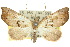  (Mecistoptera lithochroa - 10ANIC-01763)  @15 [ ] CreativeCommons - Attribution (2010) CBG Photography Group Centre for Biodiversity Genomics