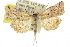  ( - 10ANIC-01764)  @14 [ ] CreativeCommons - Attribution (2010) CBG Photography Group Centre for Biodiversity Genomics