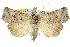  (Mecistoptera albisigna - 10ANIC-01765)  @15 [ ] CreativeCommons - Attribution (2010) CBG Photography Group Centre for Biodiversity Genomics
