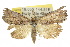 ( - 10ANIC-01766)  @15 [ ] CreativeCommons - Attribution (2010) CBG Photography Group Centre for Biodiversity Genomics