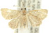  (Hypena1 - 10ANIC-01770)  @15 [ ] CreativeCommons - Attribution (2010) CBG Photography Group Centre for Biodiversity Genomics