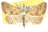 ( - 10ANIC-01772)  @11 [ ] CreativeCommons - Attribution (2010) CBG Photography Group Centre for Biodiversity Genomics