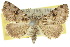  (Stenopaltis - 10ANIC-01777)  @15 [ ] CreativeCommons - Attribution (2010) CBG Photography Group Centre for Biodiversity Genomics