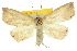  ( - 10ANIC-01780)  @14 [ ] CreativeCommons - Attribution (2010) CBG Photography Group Centre for Biodiversity Genomics