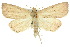 ( - 10ANIC-01781)  @13 [ ] CreativeCommons - Attribution (2010) CBG Photography Group Centre for Biodiversity Genomics