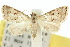  (Chusaris1 opisthospila - 10ANIC-01795)  @14 [ ] CreativeCommons - Attribution (2010) CBG Photography Group Centre for Biodiversity Genomics