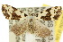  ( - 10ANIC-01796)  @11 [ ] CreativeCommons - Attribution (2010) CBG Photography Group Centre for Biodiversity Genomics