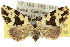  (Chusaris1 - 10ANIC-01797)  @15 [ ] CreativeCommons - Attribution (2010) CBG Photography Group Centre for Biodiversity Genomics