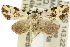  ( - 10ANIC-01798)  @14 [ ] CreativeCommons - Attribution (2010) CBG Photography Group Centre for Biodiversity Genomics