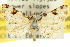  (Chusaris - 10ANIC-01800)  @14 [ ] CreativeCommons - Attribution (2010) CBG Photography Group Centre for Biodiversity Genomics