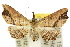  (Philogethes - 10ANIC-01804)  @15 [ ] CreativeCommons - Attribution (2010) CBG Photography Group Centre for Biodiversity Genomics