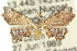  (Esthlodora - 10ANIC-01812)  @14 [ ] CreativeCommons - Attribution (2010) CBG Photography Group Centre for Biodiversity Genomics