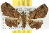  ( - 10ANIC-01815)  @11 [ ] CreativeCommons - Attribution (2010) CBG Photography Group Centre for Biodiversity Genomics