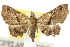  ( - 10ANIC-01816)  @11 [ ] CreativeCommons - Attribution (2010) CBG Photography Group Centre for Biodiversity Genomics