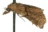  ( - 10ANIC-01817)  @12 [ ] CreativeCommons - Attribution (2010) CBG Photography Group Centre for Biodiversity Genomics