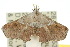  ( - 10ANIC-01820)  @13 [ ] CreativeCommons - Attribution (2010) CBG Photography Group Centre for Biodiversity Genomics