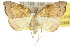  (Goniocraspedon - 10ANIC-01825)  @15 [ ] CreativeCommons - Attribution (2010) CBG Photography Group Centre for Biodiversity Genomics