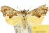  (Arrade leucocosmalis - 10ANIC-01826)  @14 [ ] CreativeCommons - Attribution (2010) CBG Photography Group Centre for Biodiversity Genomics