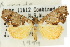  ( - 10ANIC-01828)  @11 [ ] CreativeCommons - Attribution (2010) CBG Photography Group Centre for Biodiversity Genomics